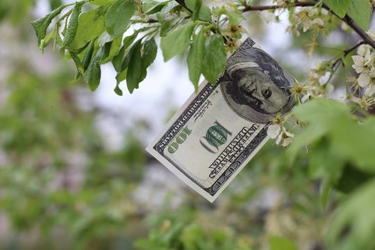 Οταν άνθισαν τα λεφτόδεντρα