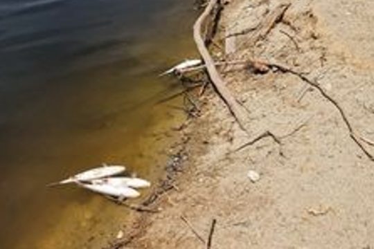 Τοξικό φύκι σκότωσε εκατοντάδες ψάρια στον Αποσελέμη