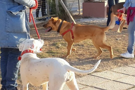 Η ουρά του σκύλου «μιλά» στην ψυχή του ανθρώπου