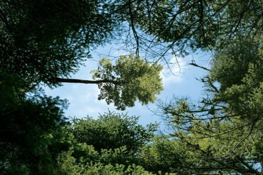 H Vodafone υλοποιεί την πρωτοβουλία Smart Forest