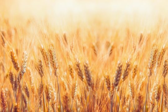Νέο ρεκόρ τιμών για το σιτάρι μετά την απαγόρευση εξαγωγών από την Ινδία