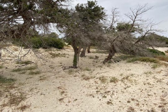 Πεθαίνει η φύση στο Γαϊδουρονήσι