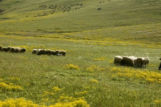 Πακέτο στήριξης Κομισιόν ύψους 50 εκ. ευρώ για την ελληνική κτηνοτροφία