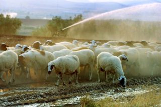 Η σφαγή των αμνών συνεχίζεται