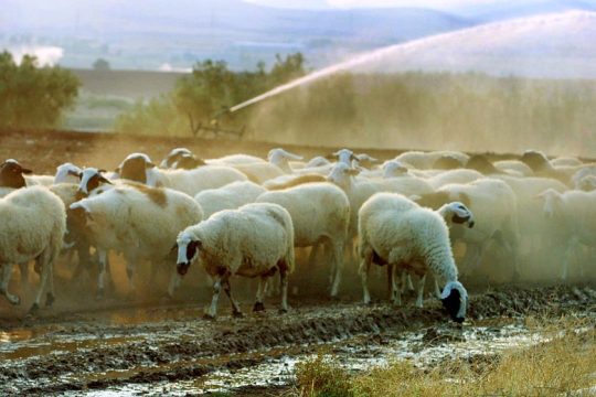 Η σφαγή των αμνών συνεχίζεται