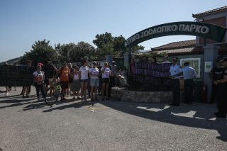 Σκότωσαν χιμπατζή που αναζήτησε την ελευθερία του