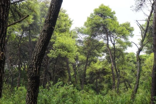 Ο βαθμός κινδύνου πυρκαγιάς την Κυριακή