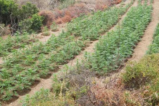 Χανιά: Εντοπίστηκαν 2.370 δενδρύλλια κάνναβης