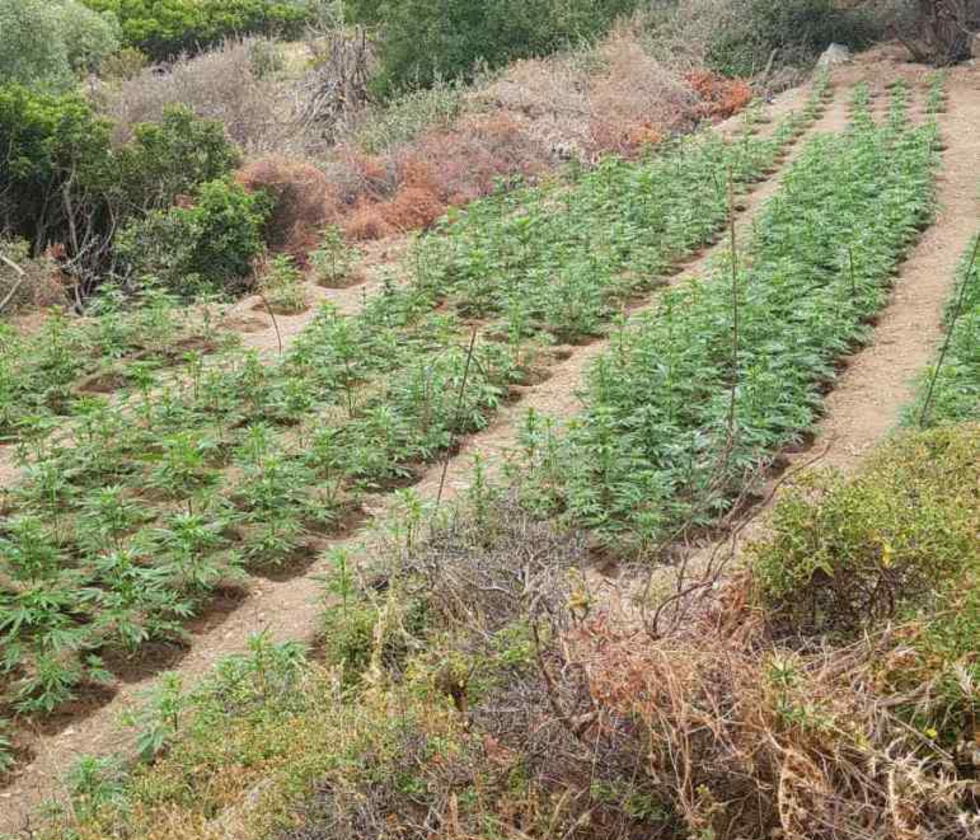 Χανιά: Εντοπίστηκαν 2.370 δενδρύλλια κάνναβης
