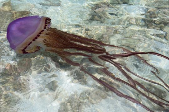 Μωβ μέδουσες, να έφταιγε μόνο η κλιματική αλλαγή …