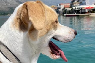 Ο πολύτιμος φίλος μου