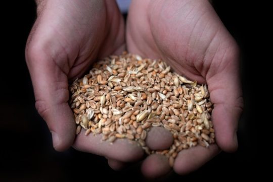 Ανοίγει διάδρομος για μεταφορά ουκρανικών σιτηρών, σύμφωνα με ρωσικό ΜΜΕ