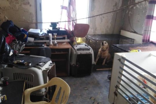 Δίωξη σε 60χρονη που κρατούσε 16 σκυλιά σε 70 τ.μ. στη Θεσσαλονίκη
