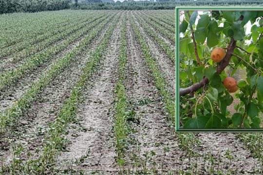 Τρομακτική καταστροφή από χαλαζόπτωση στον Αρχάγγελο Ημαθίας [ Φωτογραφίες ]