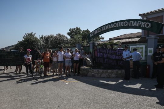 Σάλος και διαμαρτυρίες για τη θανάτωση χιμπατζή από το Αττικό Ζωολογικό Πάρκο