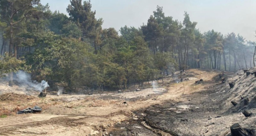Καλύτερη εικόνα σε Έβρο και Λέσβο – Οικολογικό δράμα στη Δαδιά