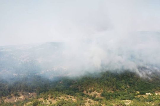 Η Δαδιά και οι νομοθετικοί εμπρηστές