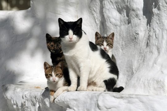 Οι γάτες του Αϊ-Νικόλα