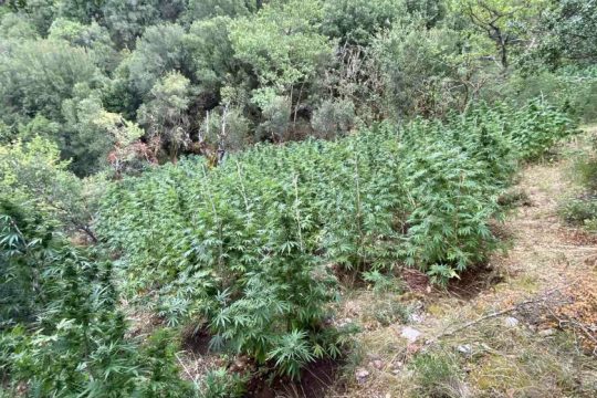 Πυκνό σύννεφο από ενάμιση τόνο καμένης κάναβης σκέπασε πόλη στην Κολομβία