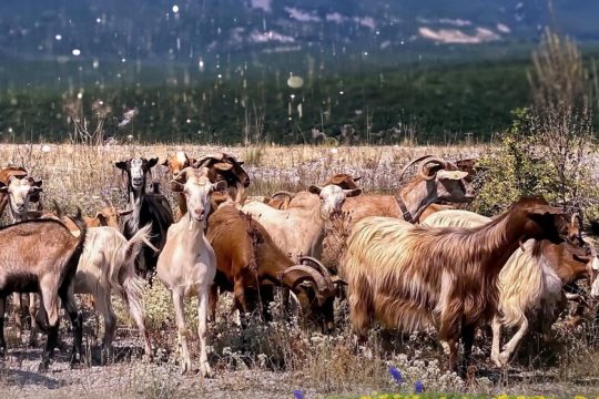 Φωτιά στον κάμπο από λιπάσματα και καύσιμα