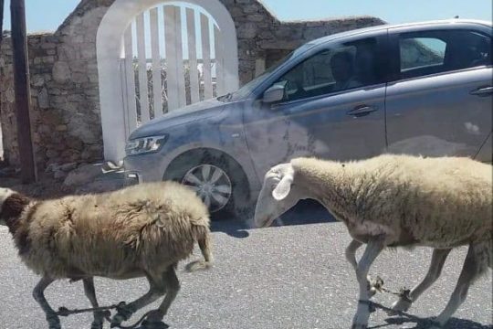 Χανιά: Διαμαρτυρία κατοίκων για αγροζημιές από ανεπιτήρητα πρόβατα
