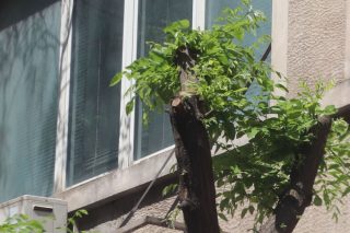 Ο Συνήγορος του Πολίτη για το πετσόκομμα των δέντρων