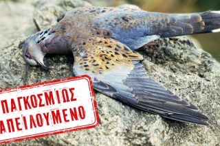 Εξόντωση του τρυγονιού με… φυσίγγια του ΥΠΕΝ