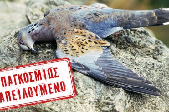 Εξόντωση του τρυγονιού με… φυσίγγια του ΥΠΕΝ