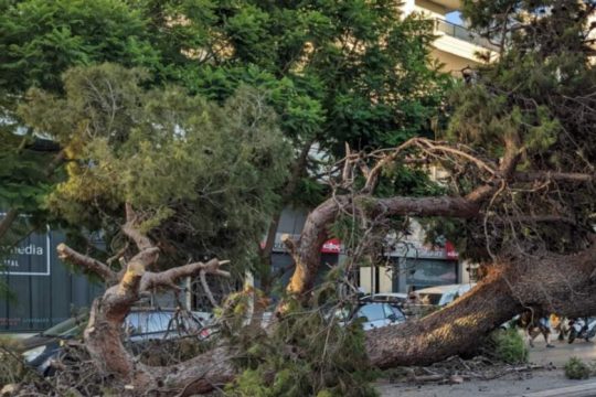 Εισαγγελική παρέμβαση για τον θάνατο του 51χρονου από πτώση δέντρου