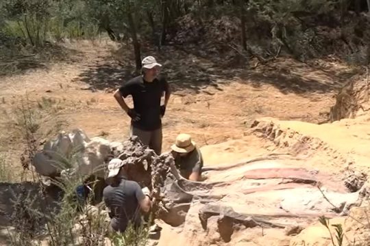 Εντυπωσιακό εύρημα στην πίσω αυλή ενός σπιτιού