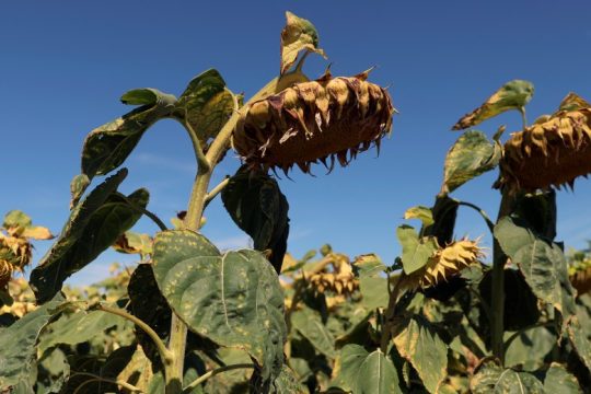 Η χειρότερη ξηρασία που έχει ζήσει η Ευρώπη