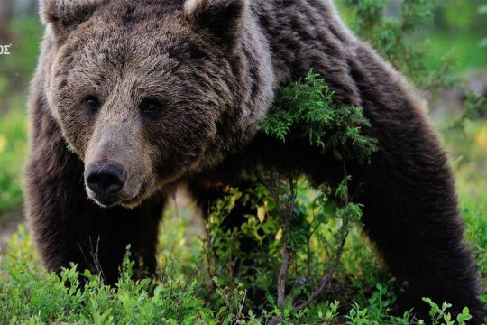 Κτηνωδία στη Φλώρινα: Εκτέλεσαν με όπλο τρεις αρκούδες σε διάστημα λίγων εβδομάδων