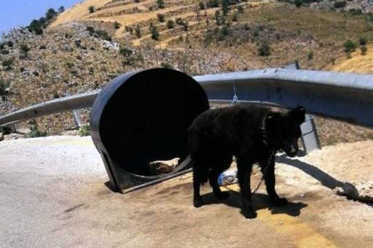 Μία σύλληψη στα Χανιά για παραμέληση και παθητική κακοποίηση σκύλου