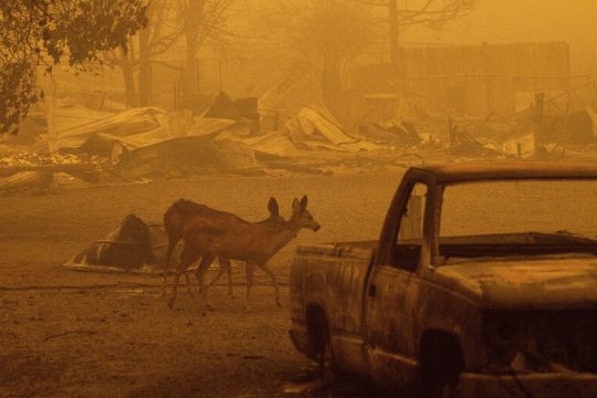 Η κλιματική αλλαγή διπλασίασε τις καταταστροφές από δασικές πυρκαγιές την τελευταία εικοσαετία