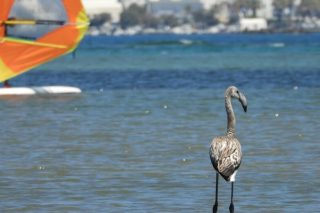 Ο υδροβιότοπος στη Λαγκούνα Νάξου εκπέμπει SOS