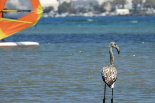 Ο υδροβιότοπος στη Λαγκούνα Νάξου εκπέμπει SOS