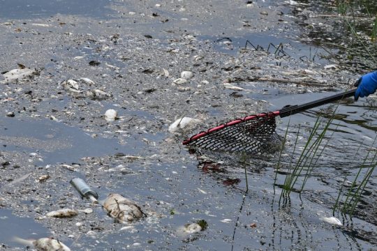 Σπάνια χρυσή φύκη είναι η πιθανή αιτία για τους θανάτους ψαριών στον Όντερ