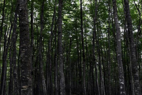 Ευτυχώς που έβρεξε για να σβήσει η φωτιά στην Βάλια Κάλντα μετά από 16 μέρες