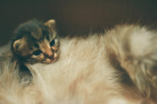 Πού ψάχνουν οι αρχές τον άνδρα που σκότωσε γατάκι στη Θεσσαλονίκη