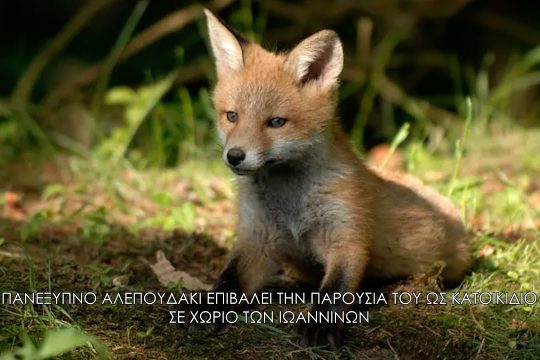 Πώς ένα αλεπουδάκι κέρδισε τη θέση κατοικιδίου