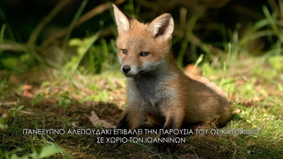 Πώς ένα αλεπουδάκι κέρδισε τη θέση κατοικιδίου