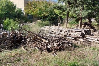 Στο βουνό για ξύλα