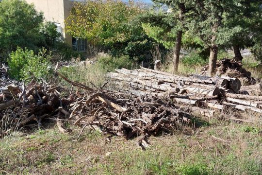 Στο βουνό για ξύλα