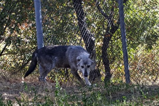 lykos