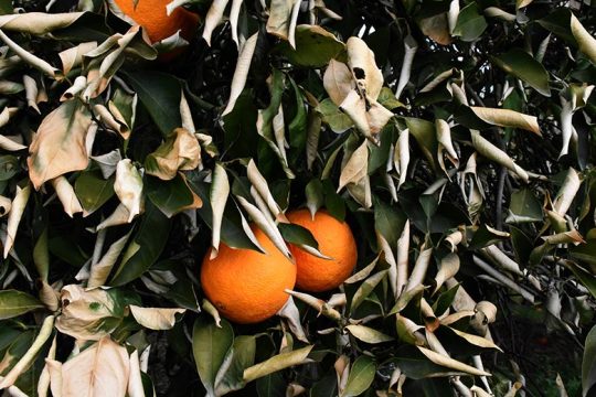 Παράταση στα ελληνικά λιπάσματα «παλαιών προδιαγραφών»