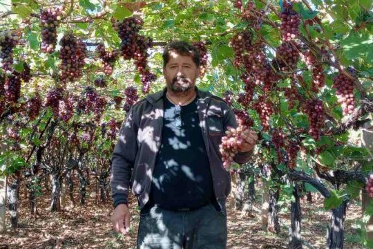 Τα σταφύλια της οργής