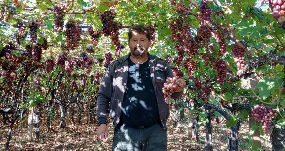 Τα σταφύλια της οργής