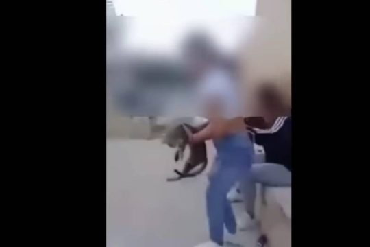 Πρόστιμο σε ανήλικη που κλώτσησε γατάκι μετά από σάλο
