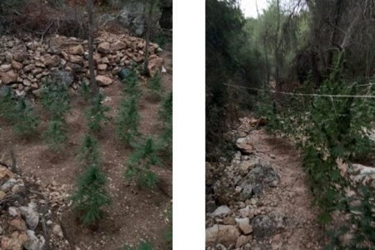 Μία σύλληψη μετά τον εντοπισμό χασισοφυτείας στο όρος Αιγάλεω