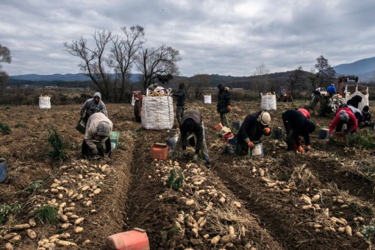 Ελεγχοι για εποχικό εργασιακό «τράφικινγκ»